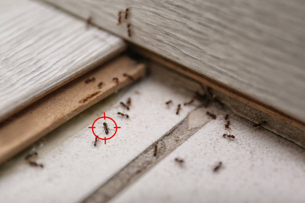 Best Best Pest Control Companies  in Greensburg, KY