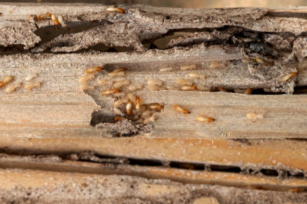 Best Flea Control Services  in Greensburg, KY